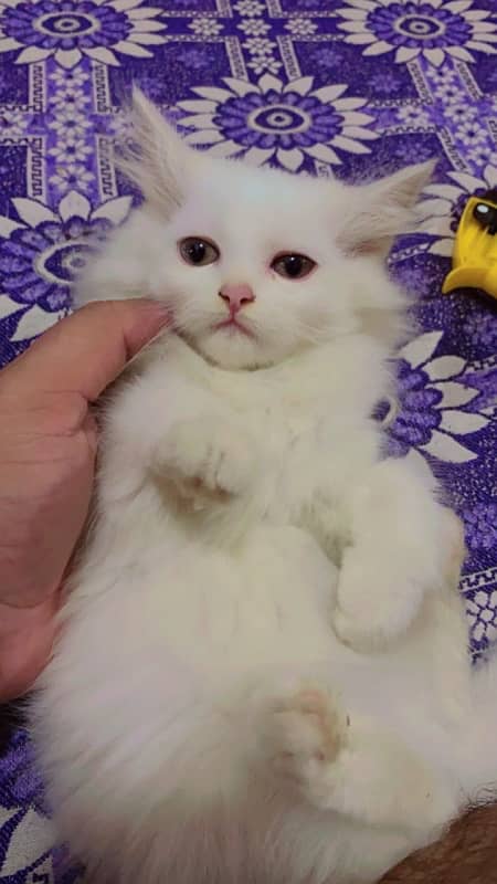 white double coat persian kittens 3