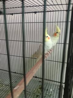 Breeder creame cocktail pair for sale 