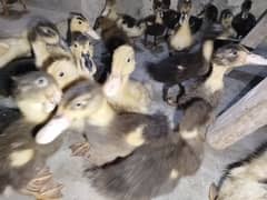 Ducks