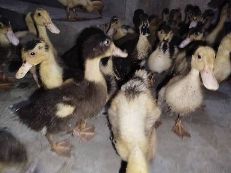 Ducks for sale 1