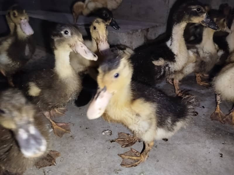 Ducks for sale 2