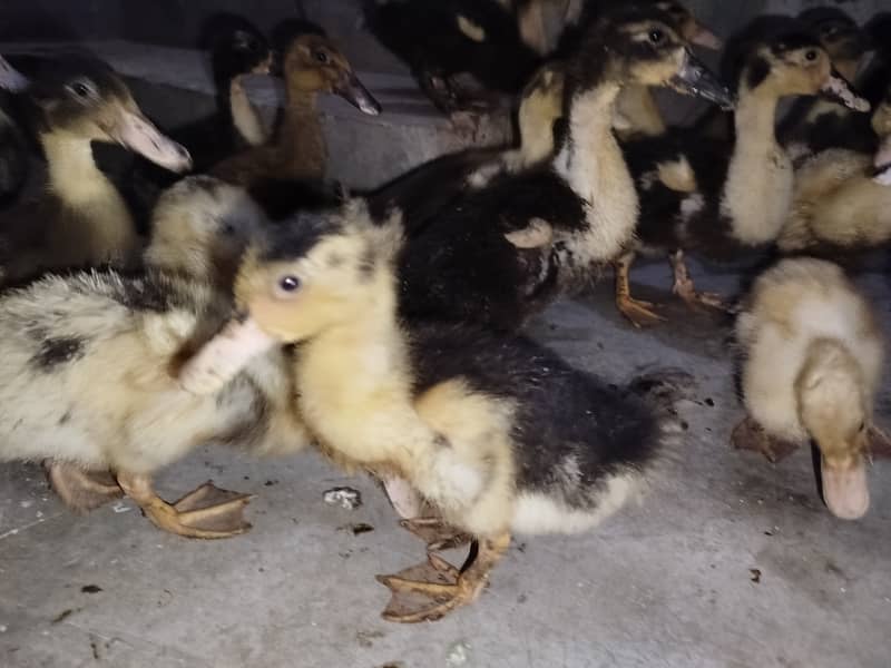 Ducks for sale 3