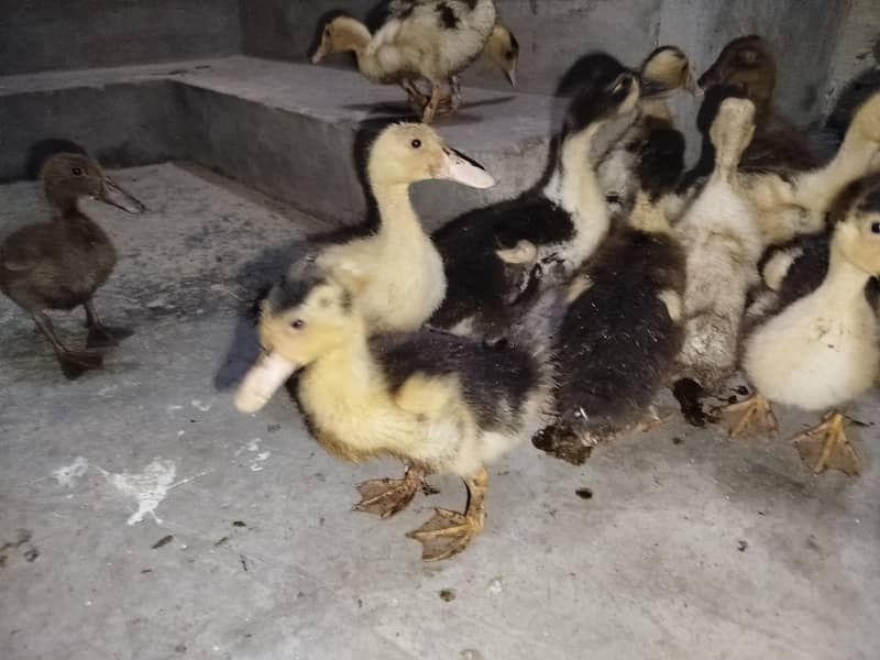 Ducks for sale 4