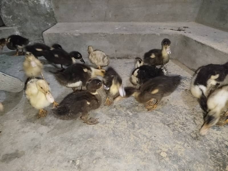 Ducks for sale 5