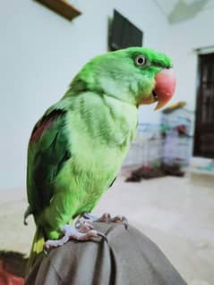 Raw parrot talking ful handtam ful active health beautiful big size