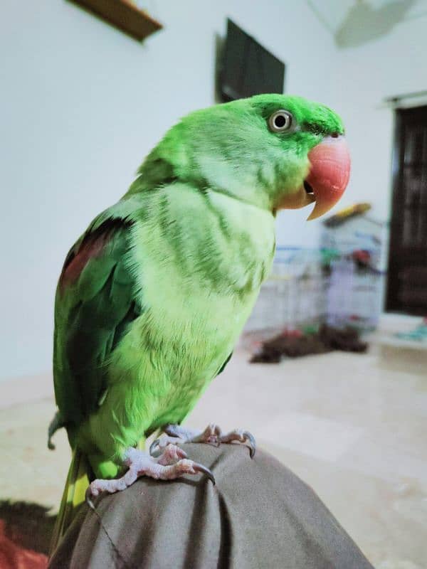 Raw parrot talking ful handtam ful active health beautiful big size 0