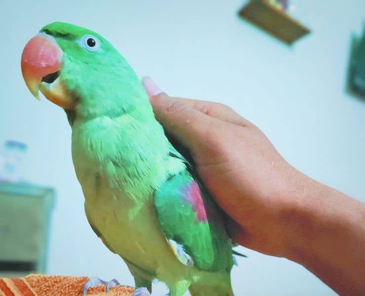 Raw parrot talking ful handtam ful active health beautiful big size 1