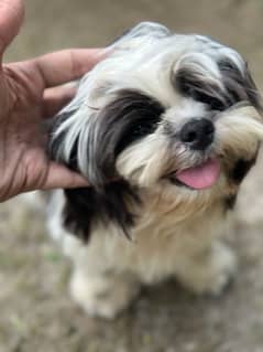 Shih Tzu pure breed parents pedigree