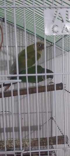 pineapple conure hand taim pair with cage and full flying