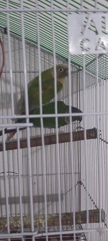 pineapple conure hand taim pair with cage and full flying 0