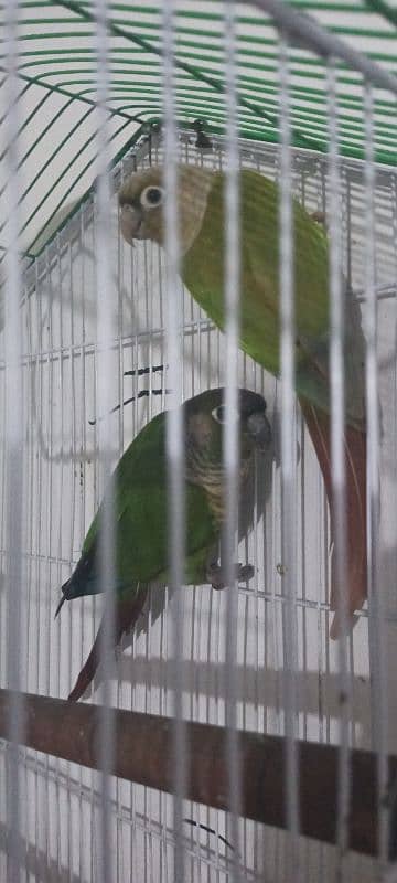 pineapple conure hand taim pair with cage and full flying 1