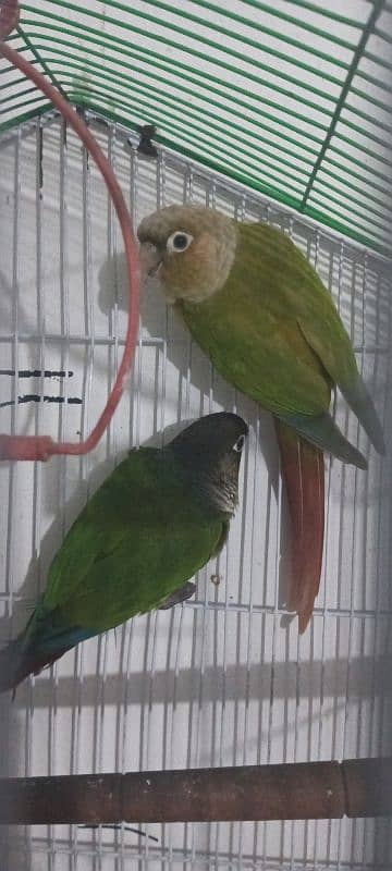 pineapple conure hand taim pair with cage and full flying 2