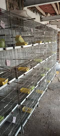 birds iron cage