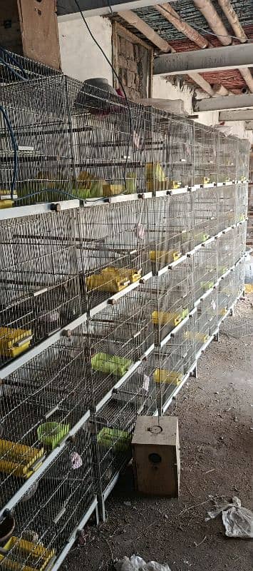 birds iron cage 1