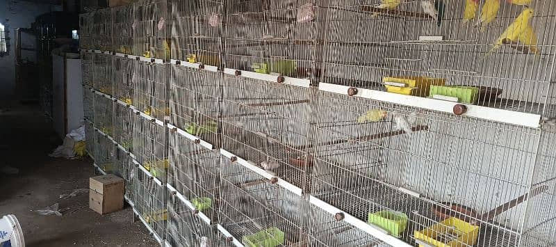 birds iron cage 2