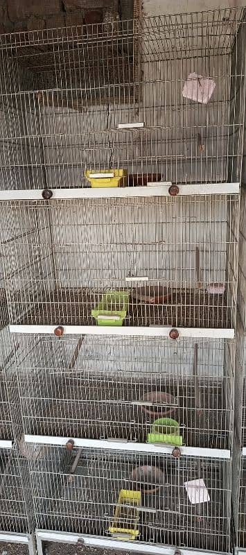 birds iron cage 3