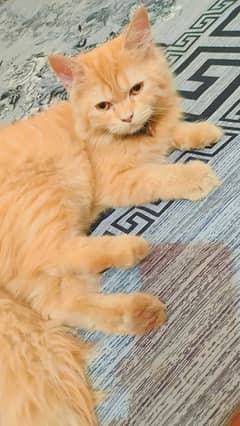 brown shad female Persian cat