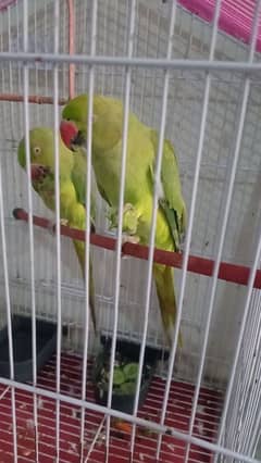 Parrot pair with cage urgent for sale