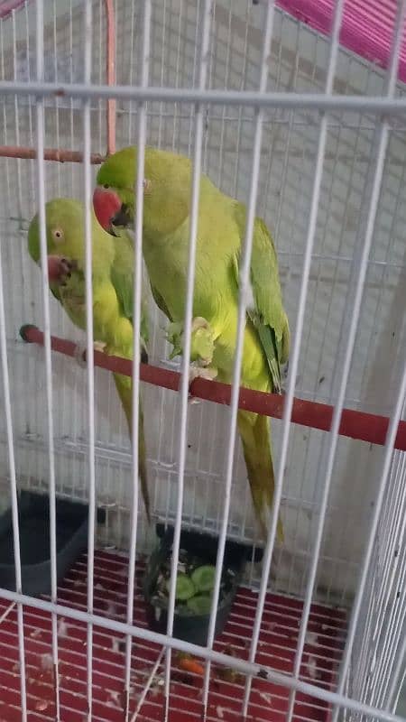 Parrot pair with cage urgent for sale 0