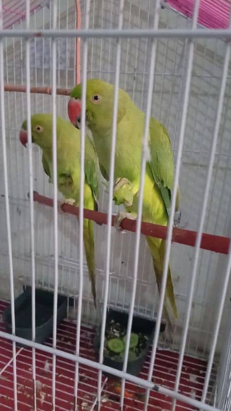 Parrot pair with cage urgent for sale 1