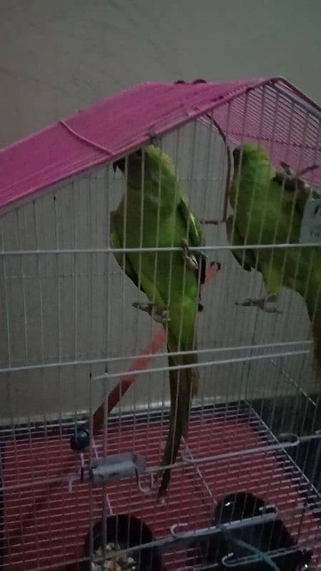 Parrot pair with cage urgent for sale 2