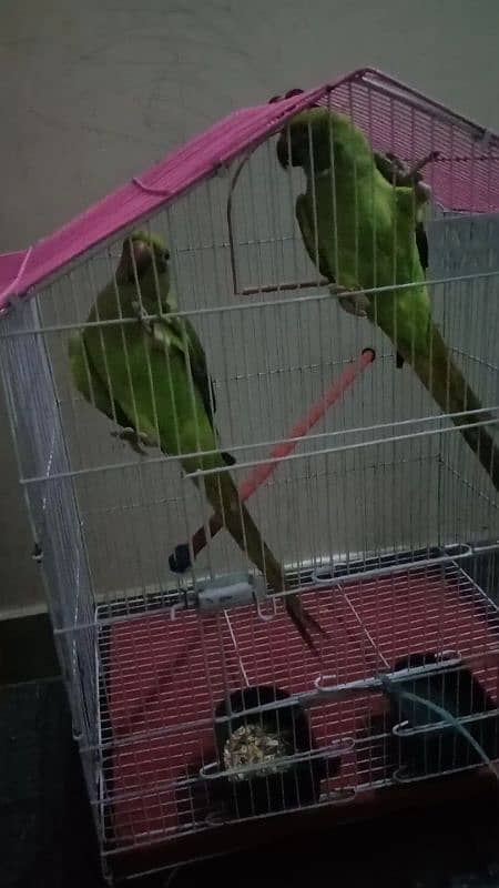 Parrot pair with cage urgent for sale 3