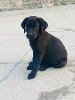 American Labrador puppy