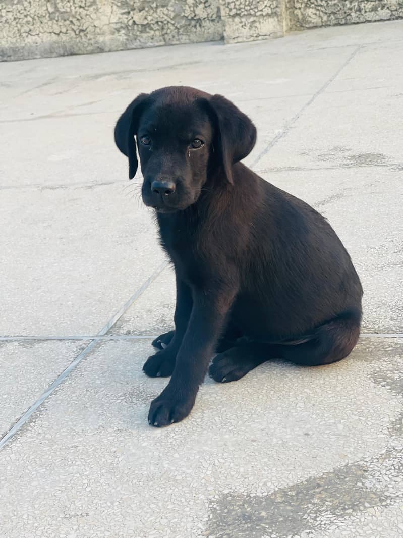 American Labrador puppy 0