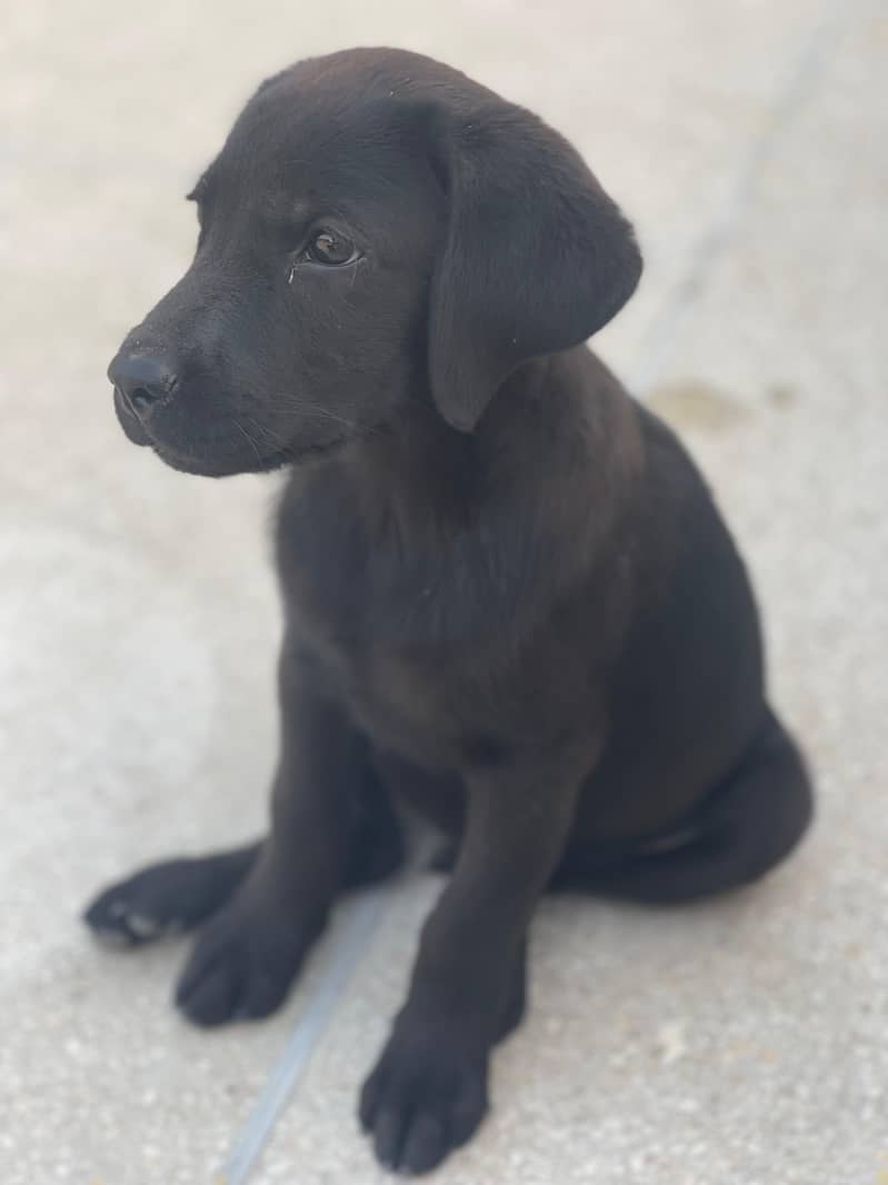 American Labrador puppy 1