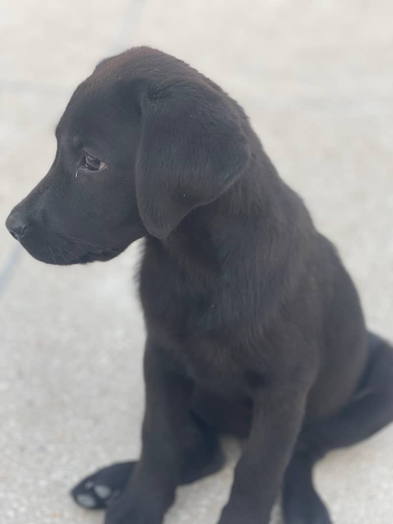 American Labrador puppy 2