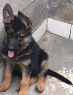 gsd female 3 months old