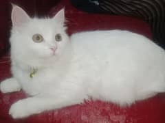 A Persian cat of 8 months. Persian Cat