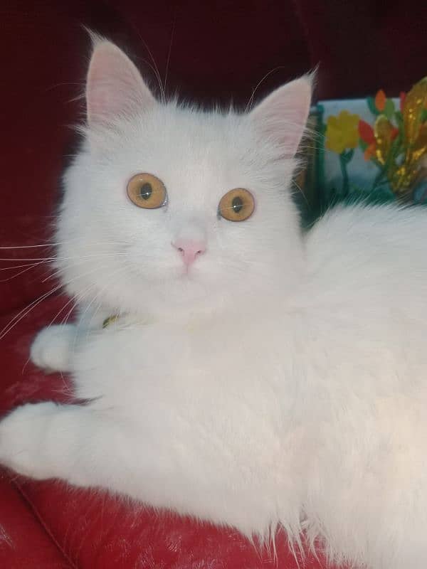 A Persian cat of 8 months. Persian Cat 1