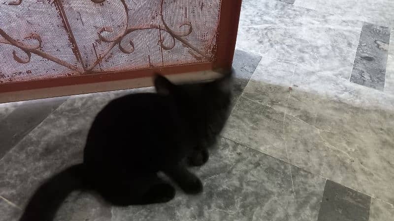 single coated male persain kitten 0