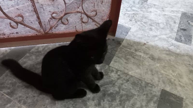 single coated male persain kitten 1