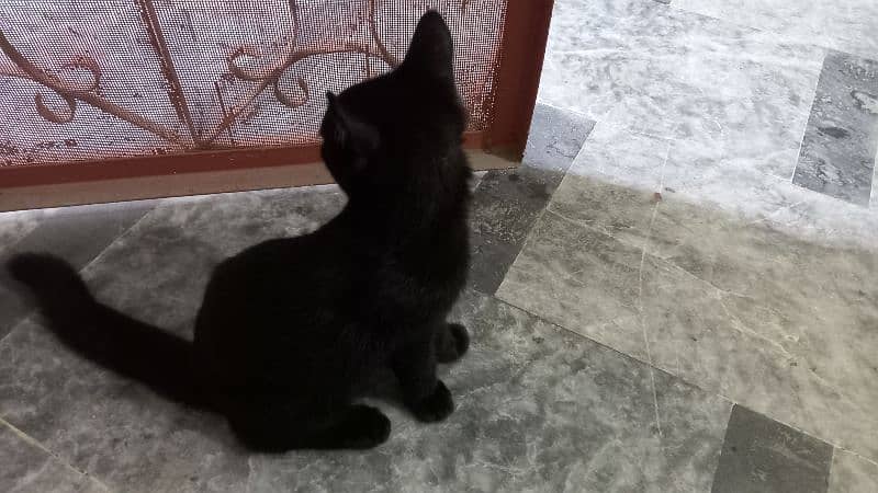 single coated male persain kitten 2