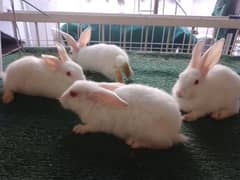 Baby Rabbits