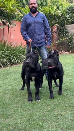 Cane corso imported pair available in pakistan