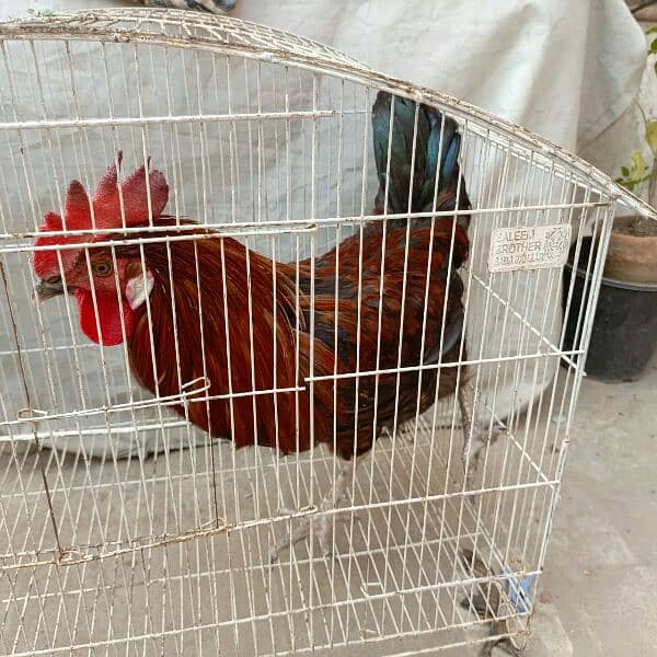 cock hen 2