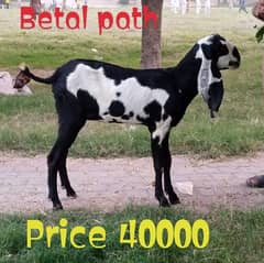 Desi Bakri