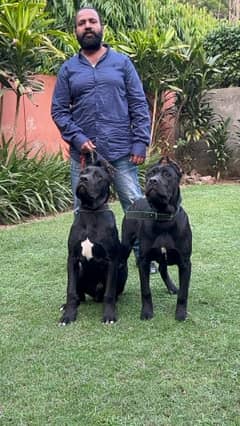 Cane corso imported pair available in pakistan