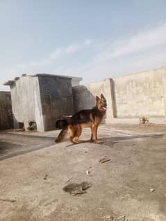 Strong and Healthy Double Coat G. S Dog , Age 14 months and vaccinated