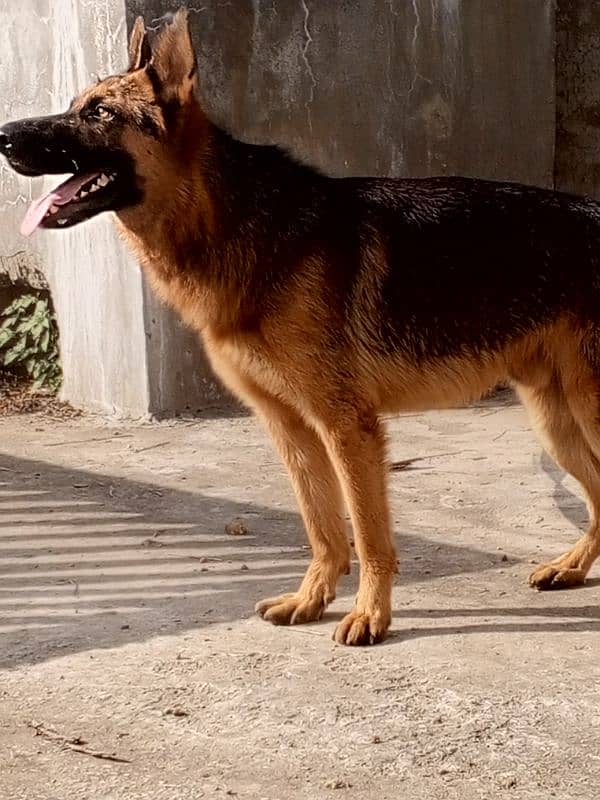 Strong and Healthy Double Coat G. S Dog , Age 14 months and vaccinated 3