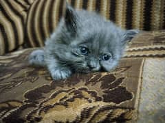 Persian kittens beautiful