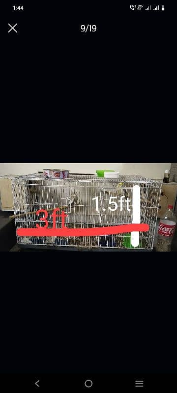 cage and birds for sale 8