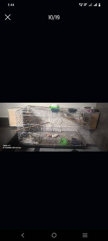 cage and birds for sale 9