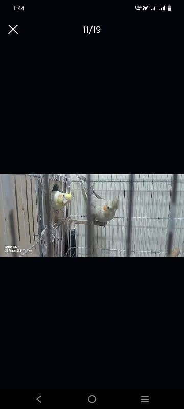 cage and birds for sale 10