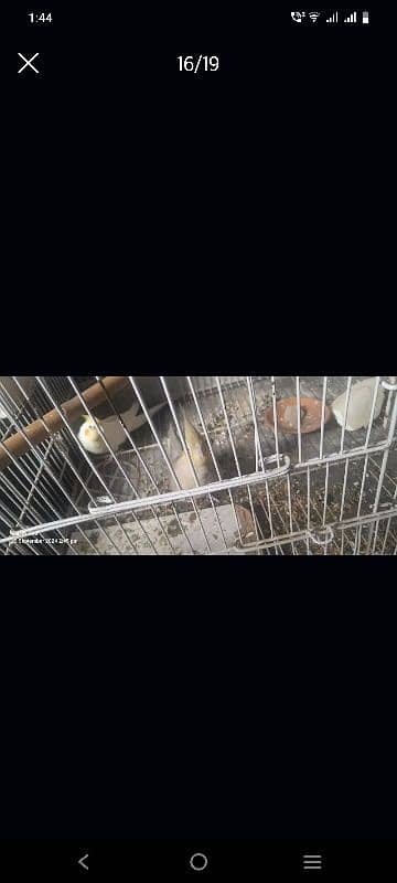 cage and birds for sale 14