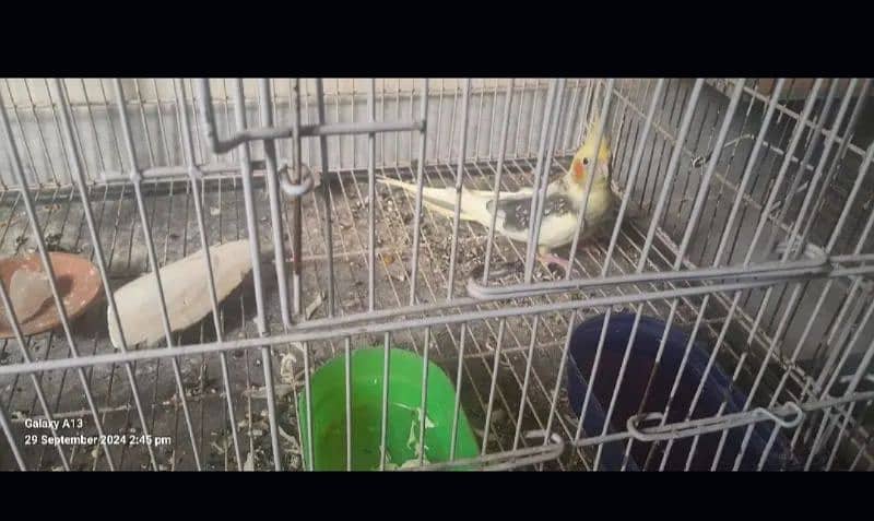 cage and birds for sale 15