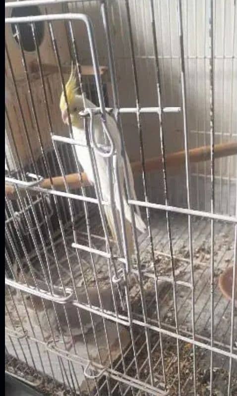 cage and birds for sale 17